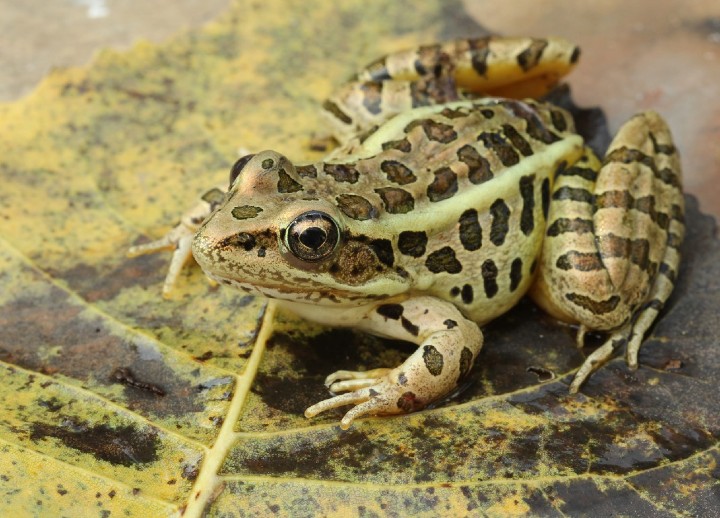 Pickerel Frog